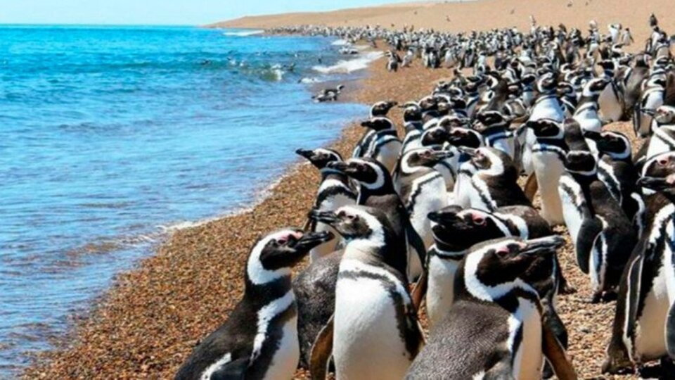 Chubut lanza mañana la temporada de pingüinos en Trelew con medidas preventivas por la gripe aviar
