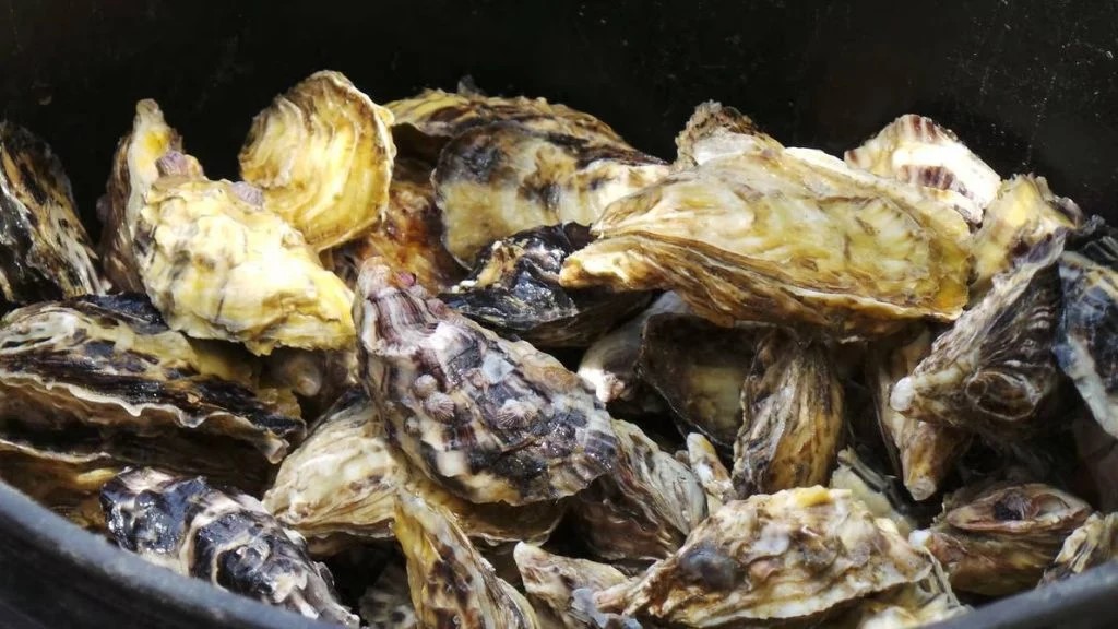 El Senasa decomisó 600 kilogramos de ostras en la barrera sanitaria patagónica