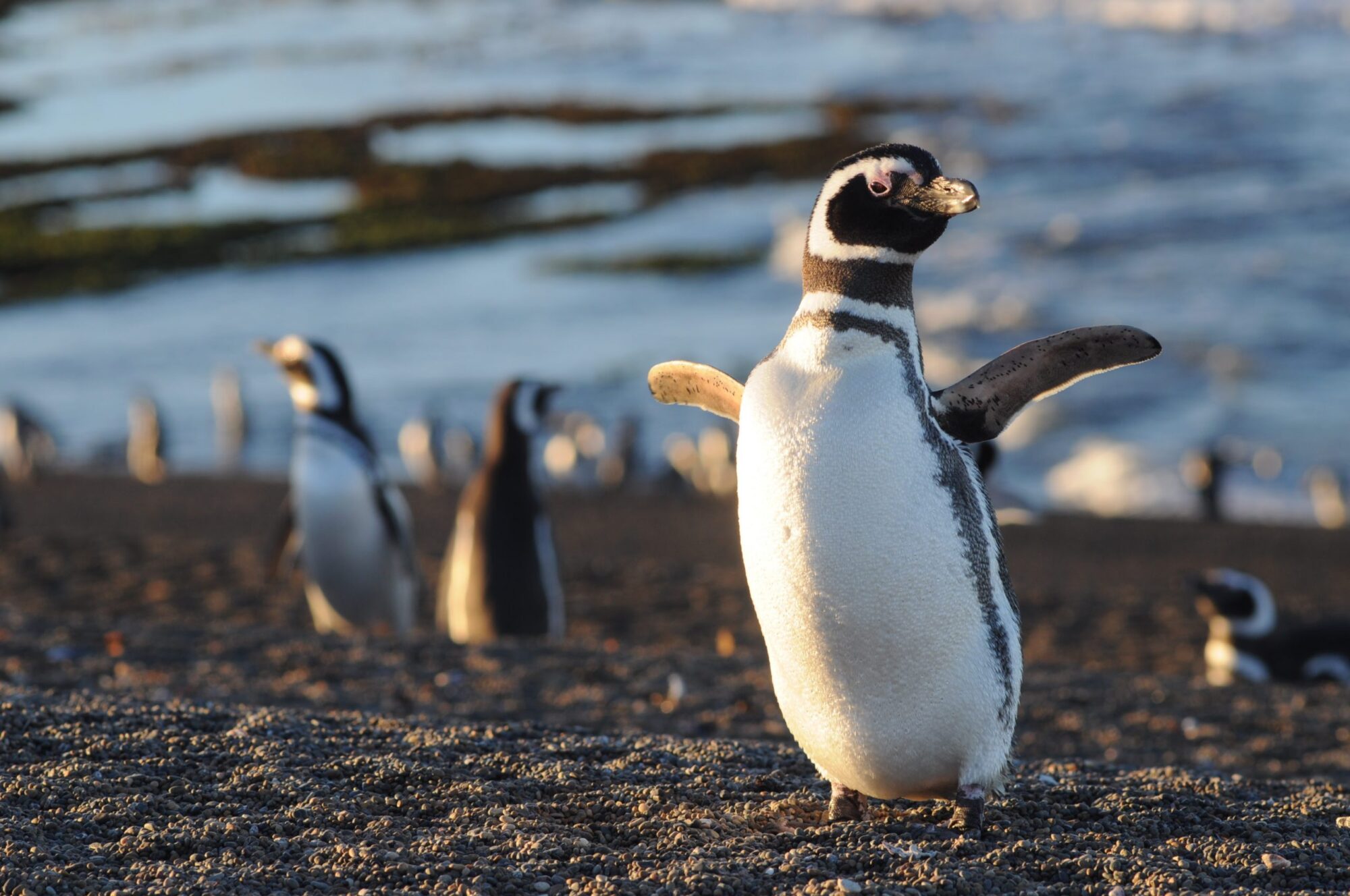 Comenzaron a llegar los primeros pingüinos de la temporada a las costas de Chubut