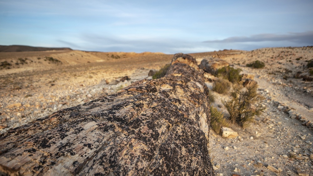 Neuquén declaró patrimonio cultural e histórico al bosque petrificado “El Sauce”
