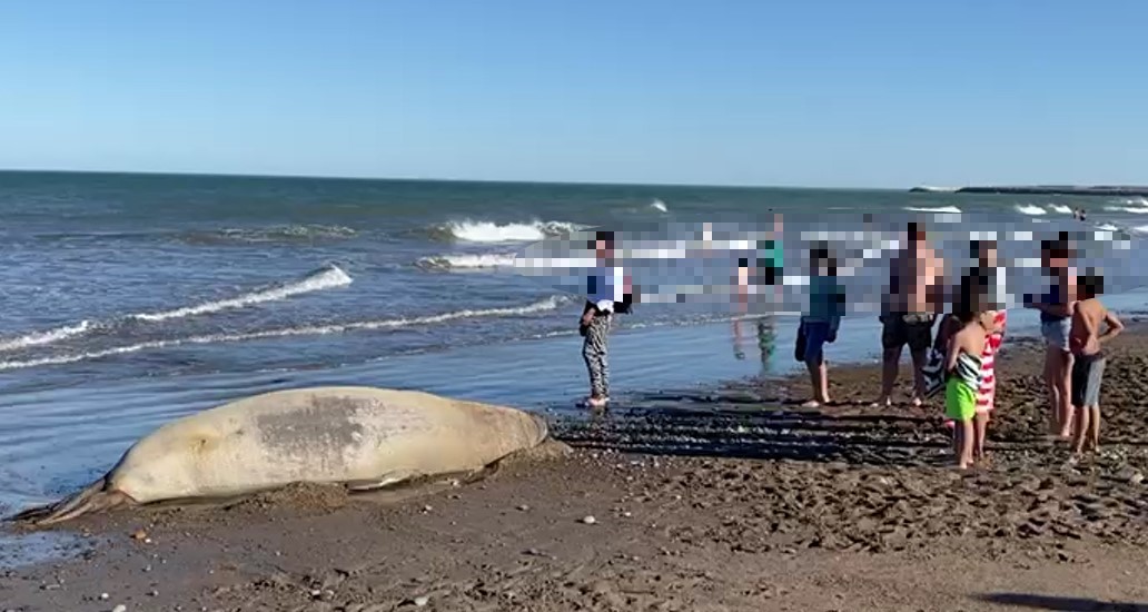 Chubut: El Gobierno recuerda cuales son las indicaciones a seguir ante la circulación de gripe aviar en mamíferos marinos