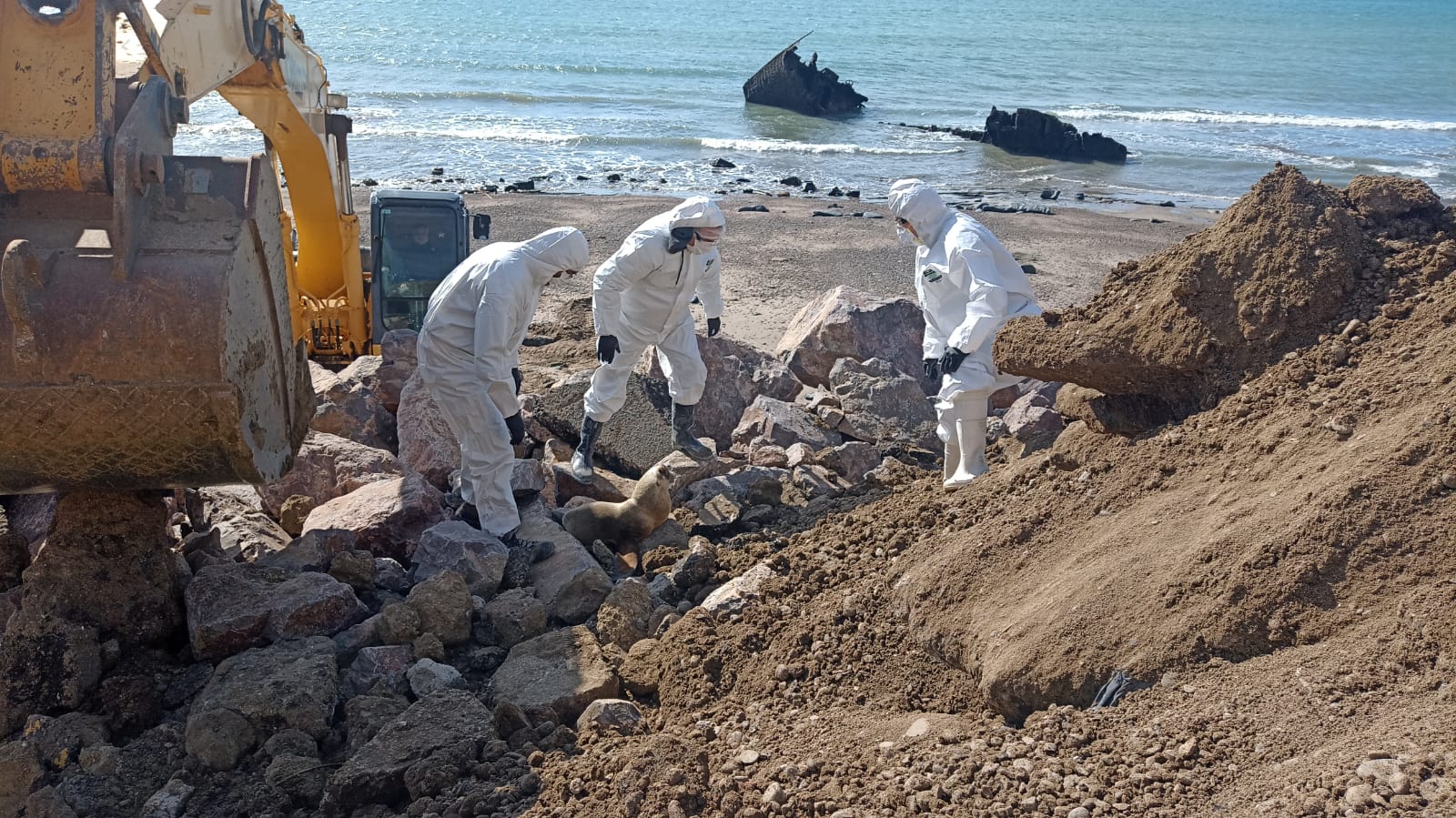Comodoro avanza en acciones ante el incremento de casos de gripe aviar en la fauna costera