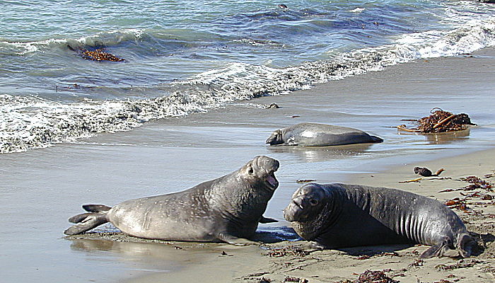 Advierten sobre “la extrema mortalidad” de crías de elefantes marinos en Península Valdés