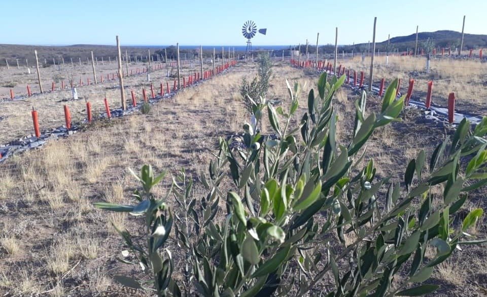 Provincia convoca a una nueva capacitación sobre cultivo de olivos en Comodoro Rivadavia y Puerto Madryn
