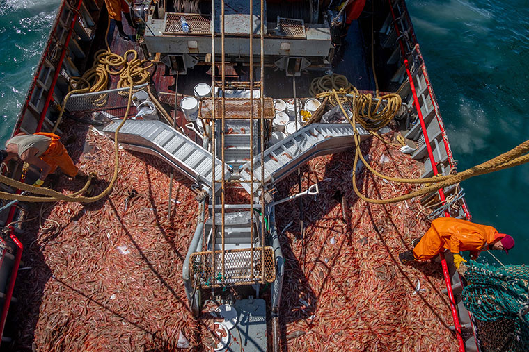 Este viernes comienza la temporada de langostino en aguas jurisdiccionales de Chubut