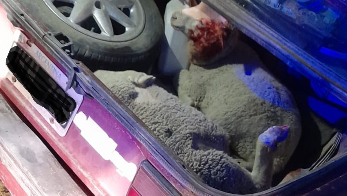 Camarones: Trasladaban dos corderos en el baúl de un auto y fueron demorados