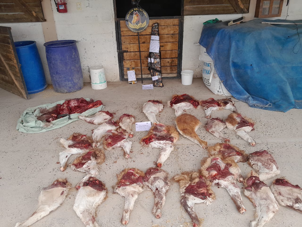 Chubut: Cazaron guanacos ilegalmente y la División de Seguridad Rural de Rawson los descubrió