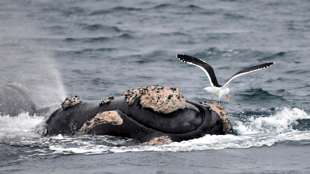 El acoso de las gaviotas afecta la supervivencia de las crías de ballena en la Península Valdés