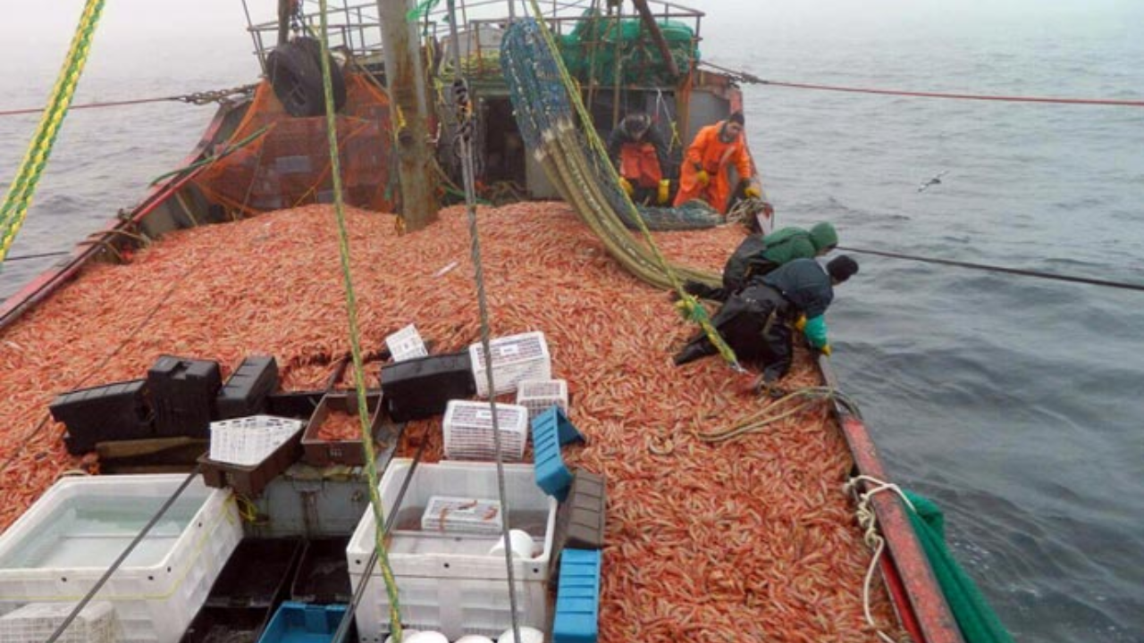 Denunciarán penalmente a la dirigencia del SUPA Rawson por la pérdida de 340 mil kilos de langostino