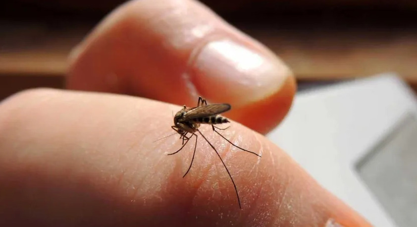 Confirman un muerto por encefalitis equina en Santa Fe y hay 12 casos en el país