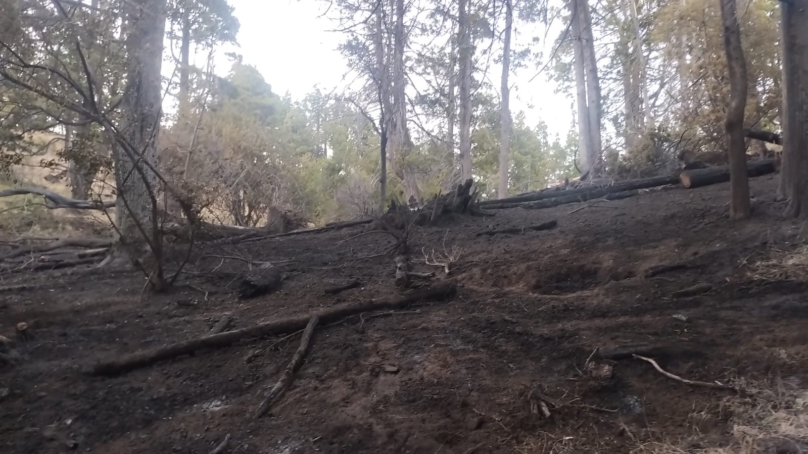 Chubut: El Gobierno controló dos incendios forestales y contuvo el avance de otro en la zona de Trevelin