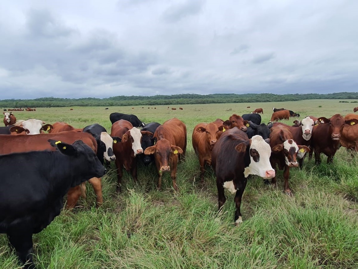Proyectan que la cadena de valor bovina tiene potencial para aumentar 30 por ciento la producción hacia 2028