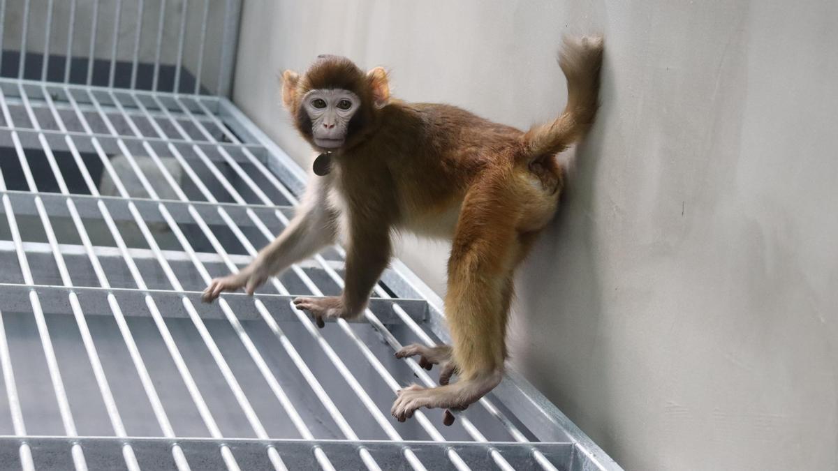Científicos clonaron un mono macaco que ya cumplió dos años y goza de buena salud