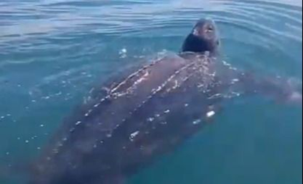 Filmaron en Uruguay a la tortuga más grande del mundo