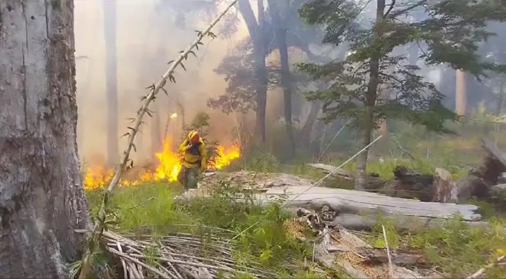 Incendio en el Nahuel Huapi: Aseguran que hay riesgo de caída de grandes árboles
