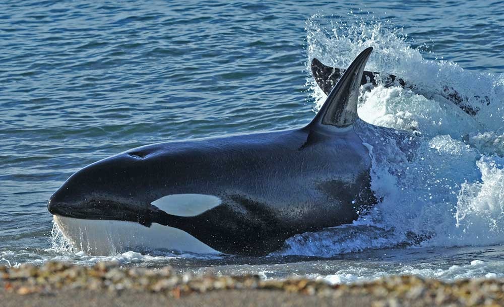 Comienza en Chubut una nueva Temporada de Orcas con recorridos guiados y muestras fotográficas