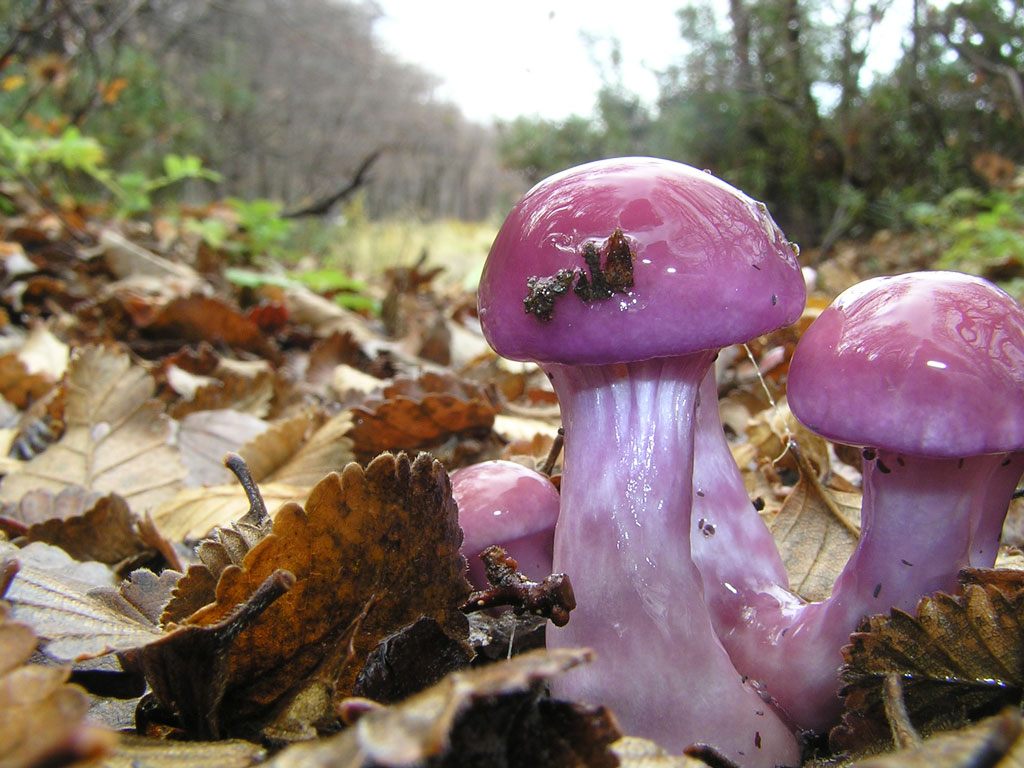 Chubut será sede del Congreso Internacional sobre Hongos Comestibles