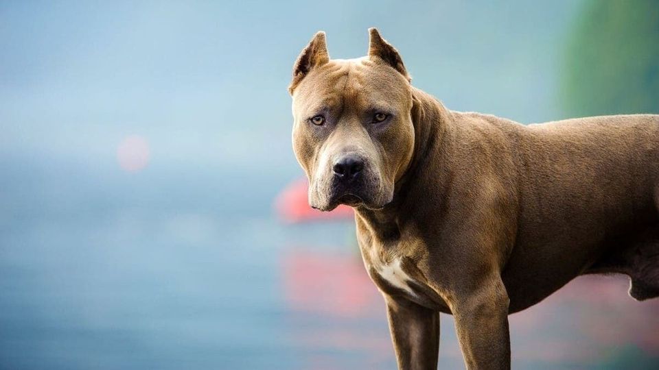 Madryn: Un pitbull sin bozal ni cadena atacó a un niño y tuvo que recibir 11 puntos
