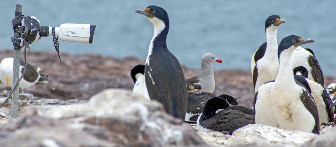 Chubut: Novedosa investigación brindó importantes datos para la conservación del mar y sus especies