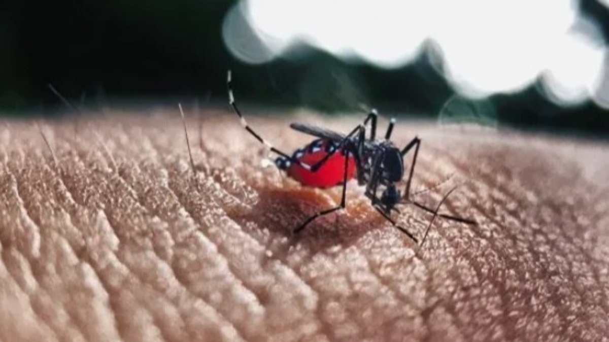 Preocupación por el dengue en Argentina: Confirman más de 269 mil casos y cerca de 200 fallecidos