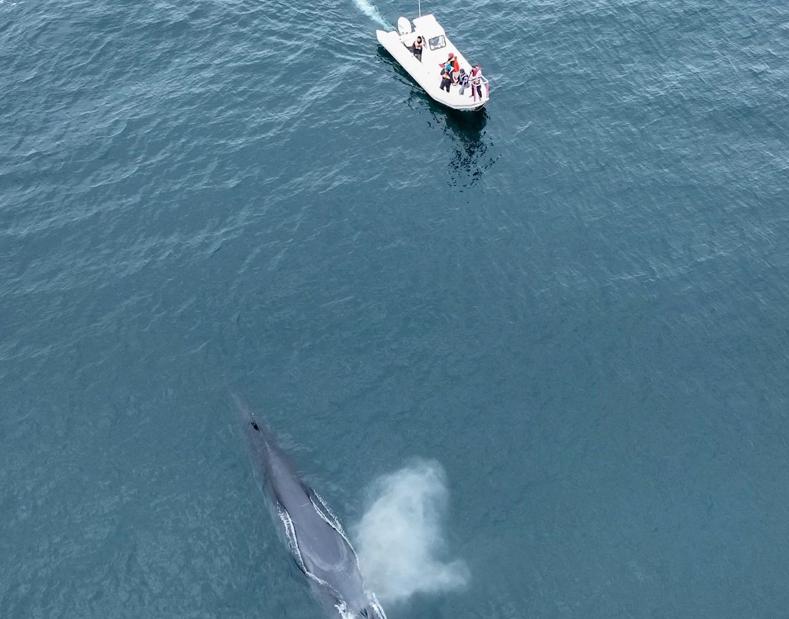 Rada Tilly: Investigadores colocaron el primer rastreador satelital a una ballena sei