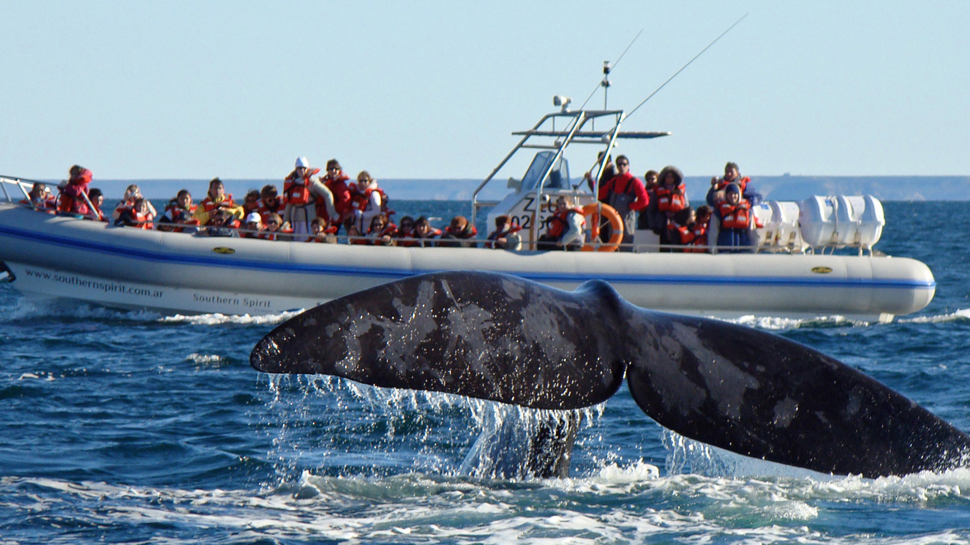 Avistaje para pocos: Ver las ballenas en Chubut costará $ 125.000 a partir de septiembre