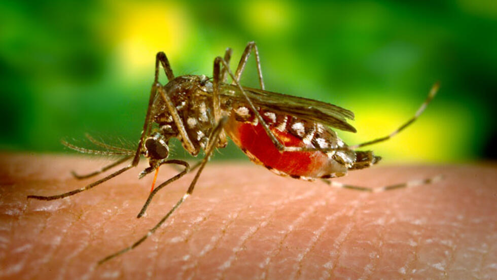 El dengue no da tregua: Argentina ya registró 230 mil casos y 161 muertos