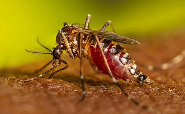 Alerta por el aumento de los contagios de dengue en la Argentina