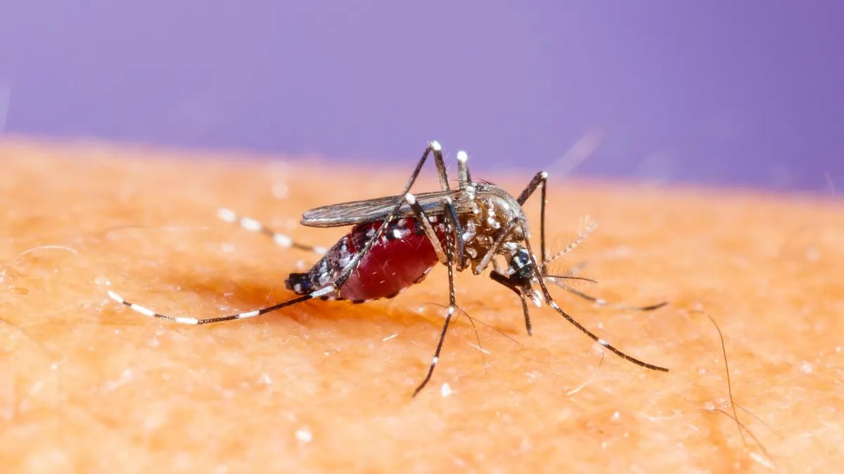 Dengue en Argentina: En una temporada récord, ya hay más de 180.000 casos