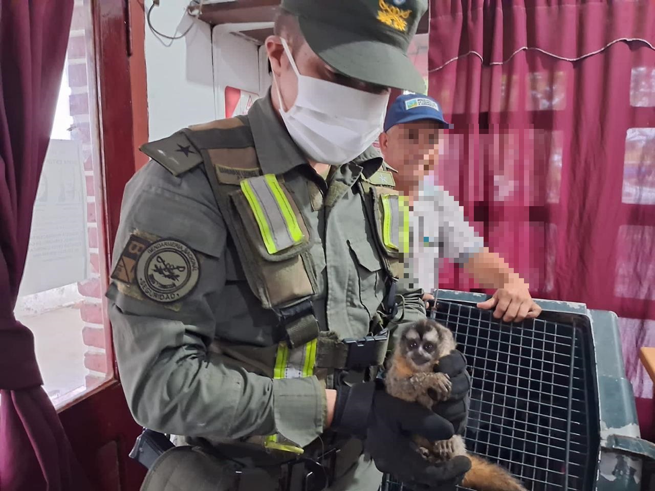 Inspeccionaron una camioneta y encontraron a cinco monos encerrados dentro de dos cajas