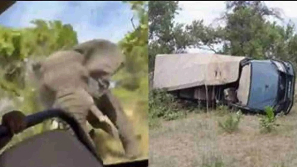 Tragedia en Zambia: Una mujer de 80 años murió al ser embestida por un elefante