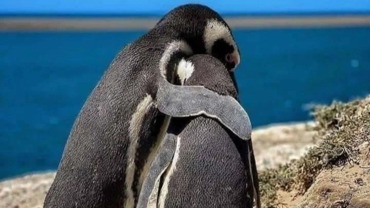 Ricardo La Regina a juicio oral por la presunta matanza de pingüinos en Punta Tombo