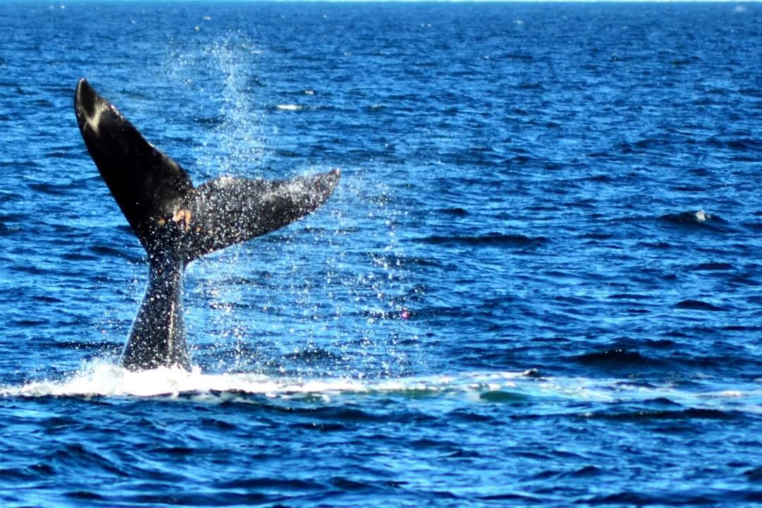 Torres y Scioli lanzan mañana la temporada oficial de Ballenas 2024 en Pirámides