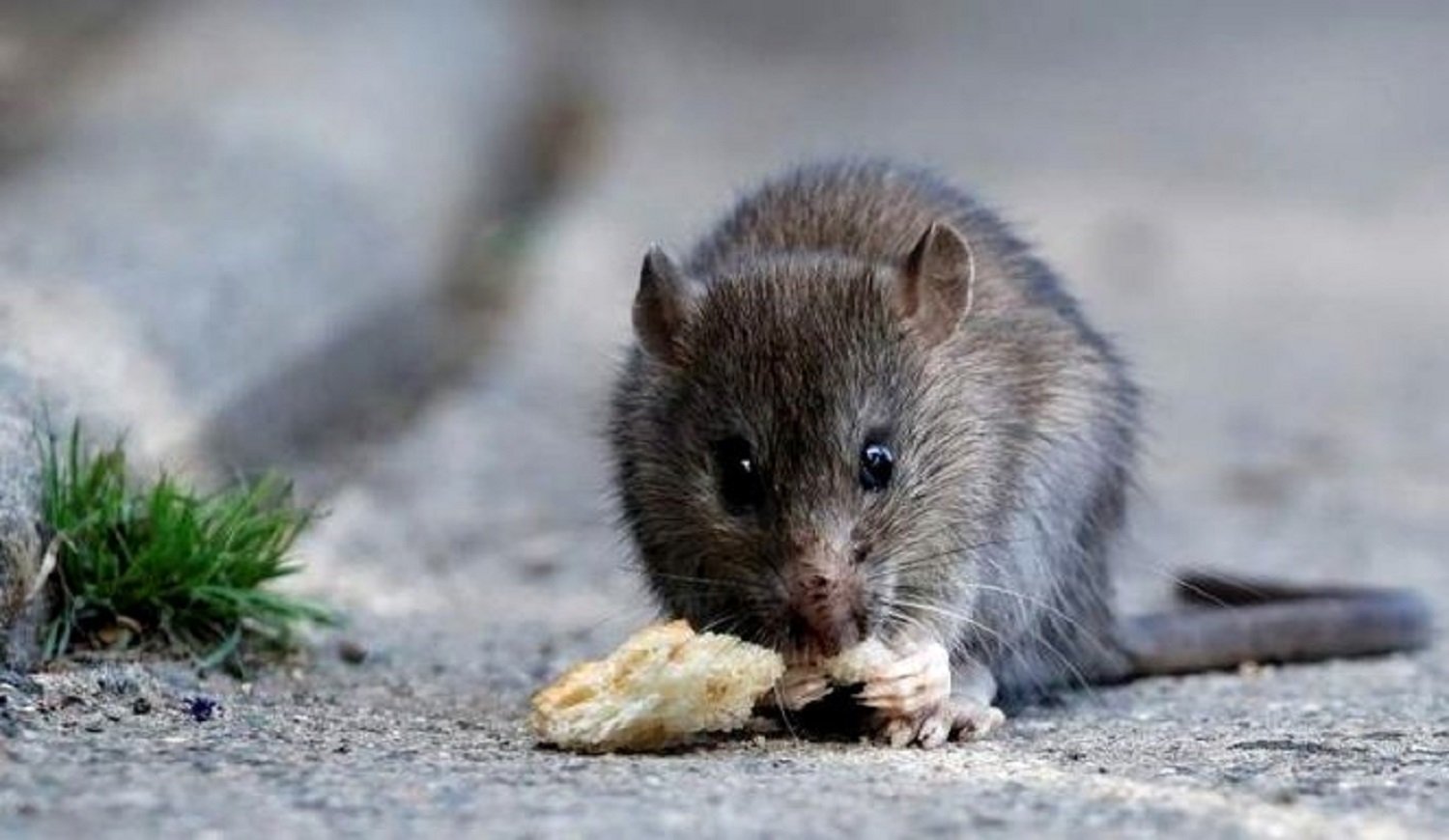 Profesionales de todo el país recibieron capacitación de Chubut sobre Hantavirus