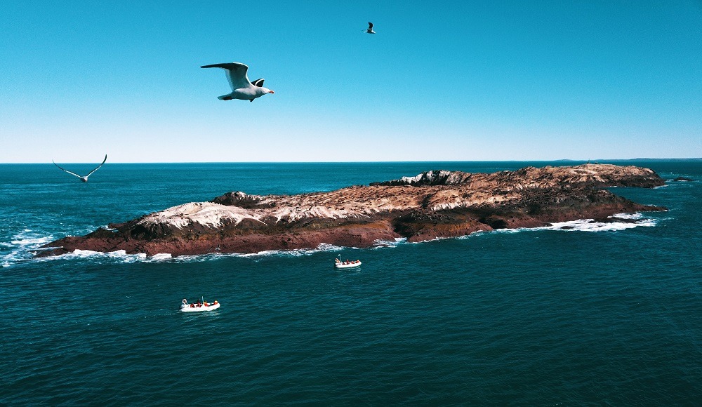 Isla Rasa en Patagonia Azul: un tesoro único para la biodiversidad del país