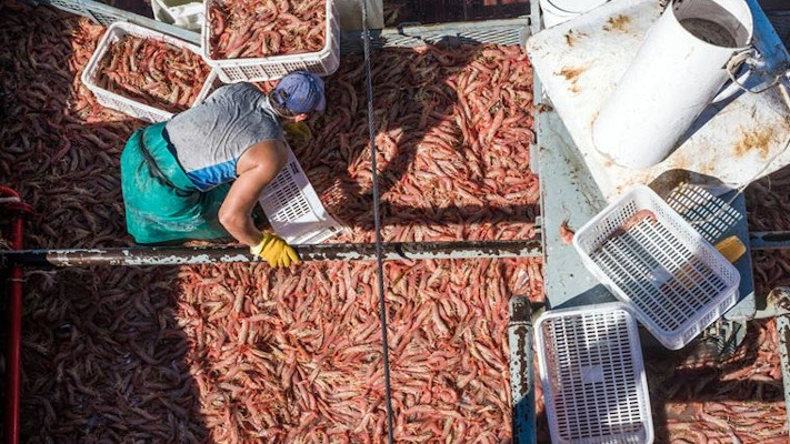 CAPIP rechazó asignación de cuota social de langostino para Río Negro