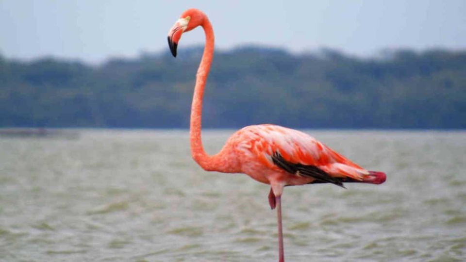 Quieren postular a El Salitral de Rawson como Reserva Natural Urbana