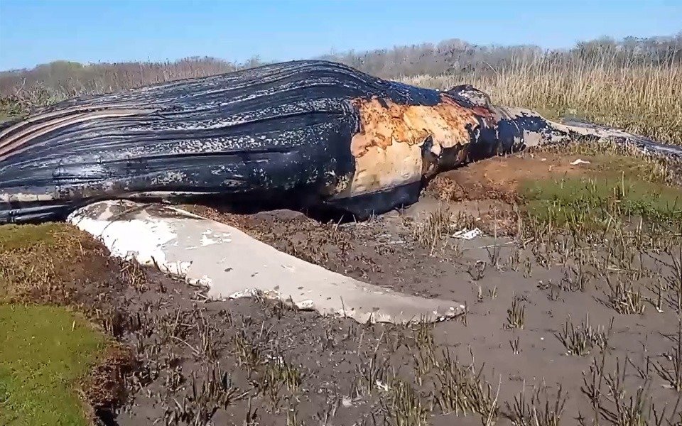 Encontraron una ballena muerta en la costa del Río de la Plata