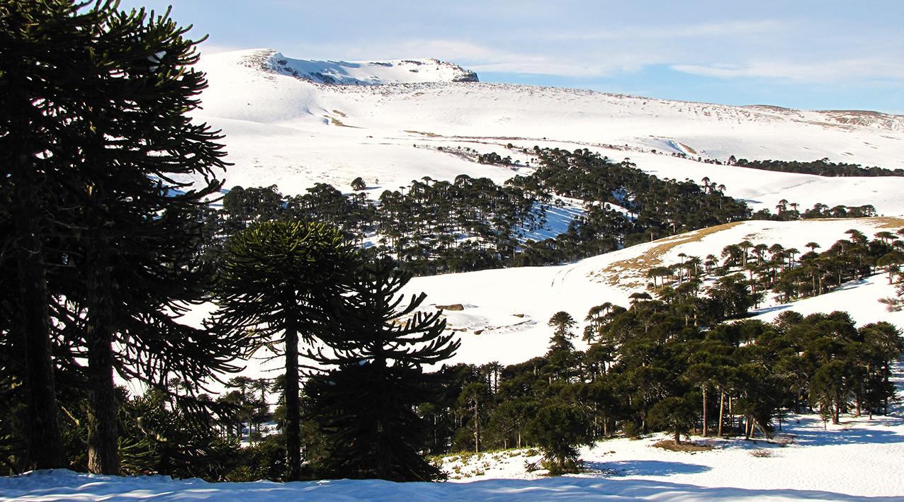 Neuquén: Falleció la esquiadora pese al esfuerzo de los equipos de emergencias