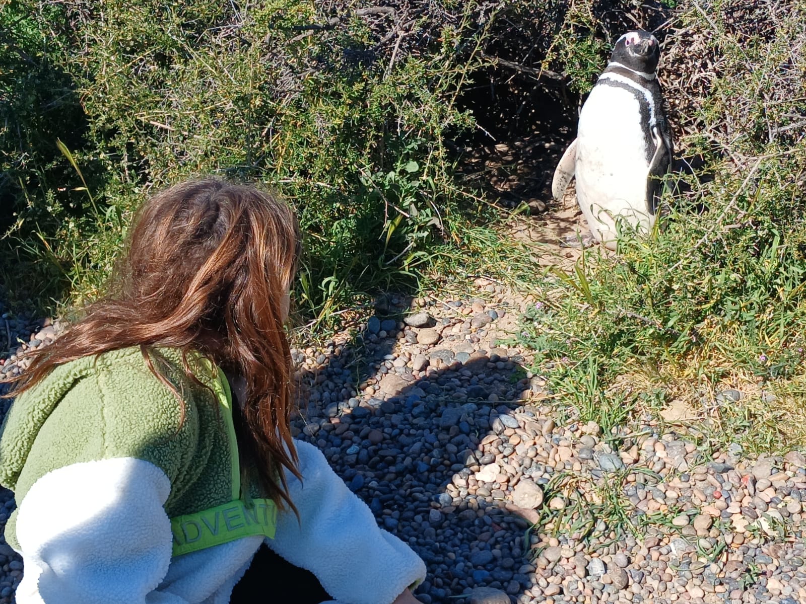 Comenzó la temporada de Pingüinos de Magallanes en Punta Tombo