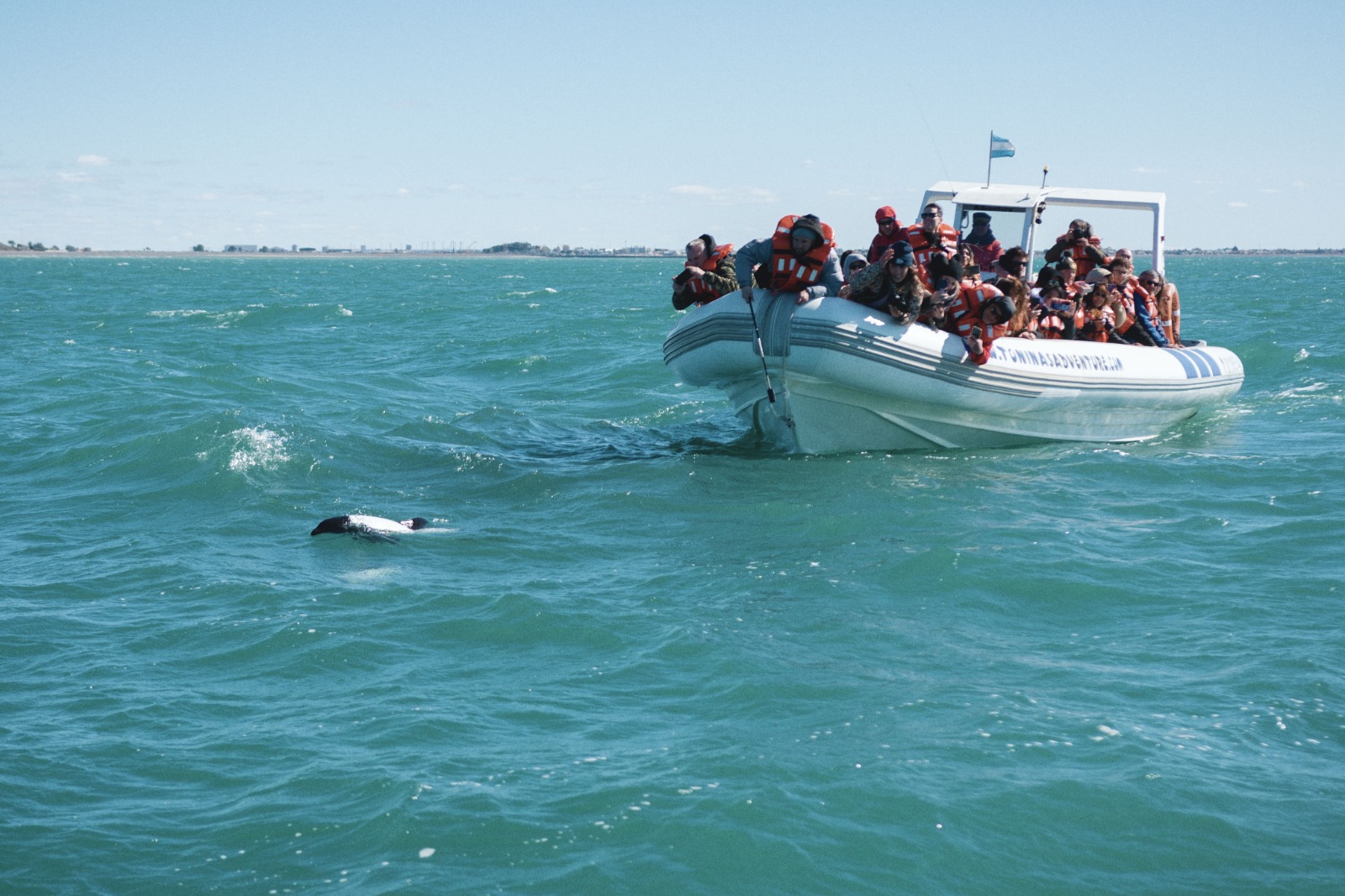 Biss sobre la temporada de toninas: “Es un gran atractivo turístico por difundir, queremos darle un valor agregado, así como se hace con las ballenas y los pingüinos”