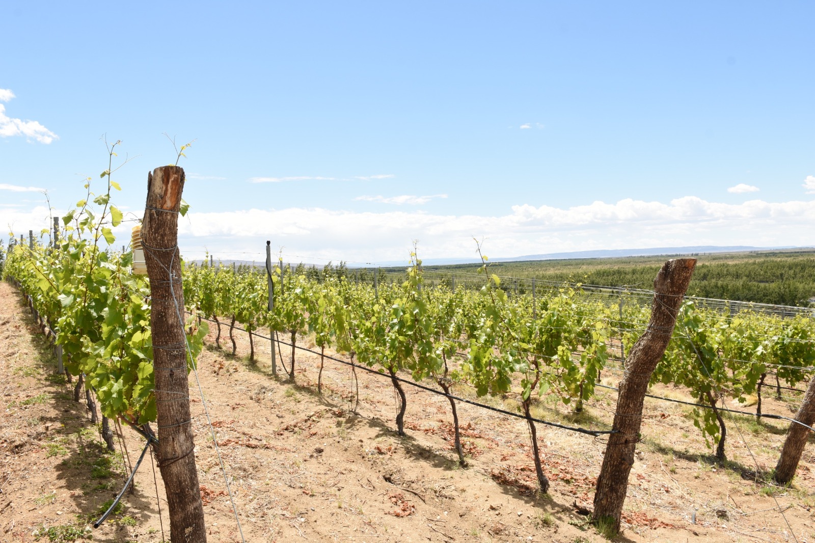 La bodega de Alejandro Bulgheroni nominada a los prestigiosos Wine Star Awards: “Es un orgullo para nuestra localidad que haya decidido invertir en Sarmiento”