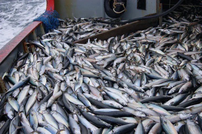 El Consejo Federal Pesquero suspendió la sesión de este jueves que debía definir la renovación de cuotas de merluza