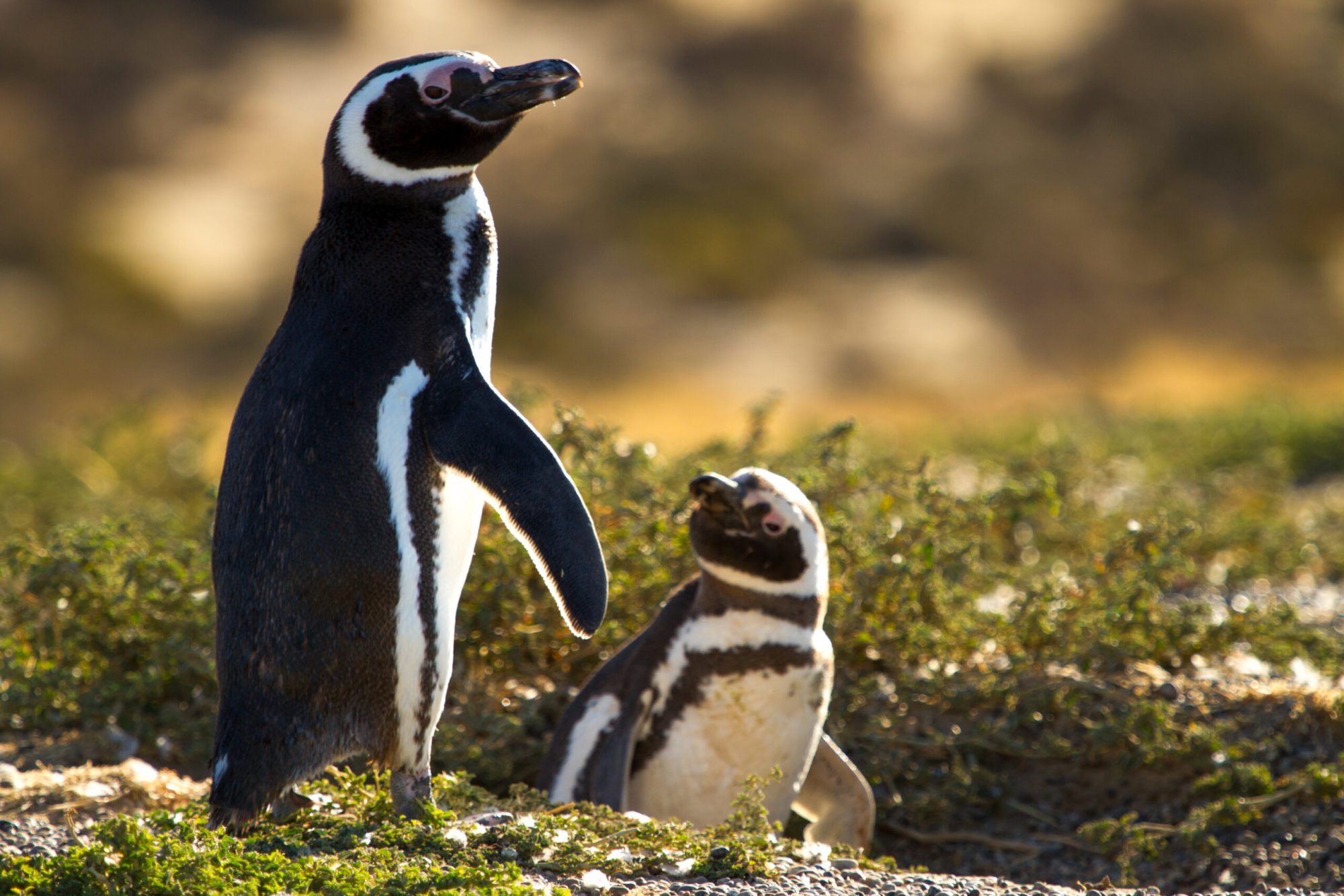 Trelew programa una variada propuesta para la 10ª Fiesta del Pingüino