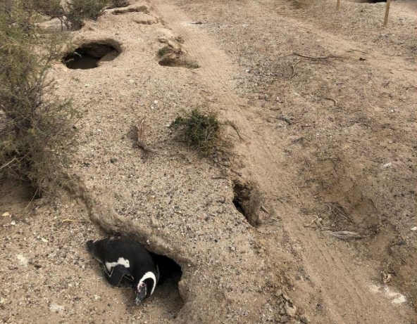 Chubut: Comienza el juicio por la causa “Pingüinos  Punta Tombo – Punta Clara”