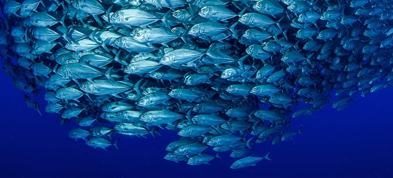 Redefiniendo la pesca sostenible: 11 reglas para frenar el colapso de los océanos