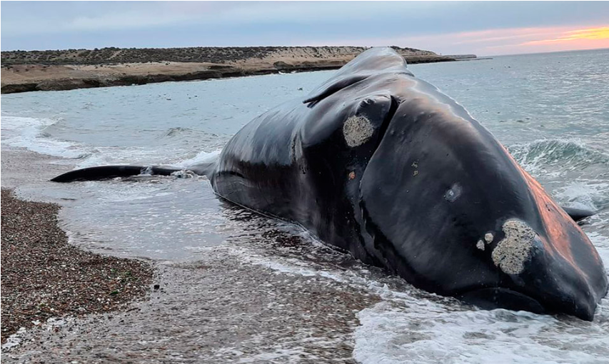 Preocupación: Aparecieron 21 ballenas muertas en Península Valdés