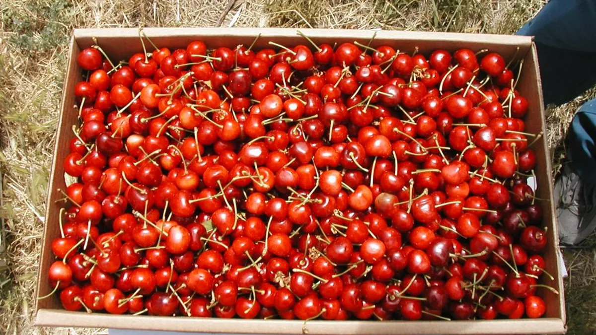 El Municipio de Trelew intensificó controles y pedidos de regulación de documentación para la venta ambulante de cerezas