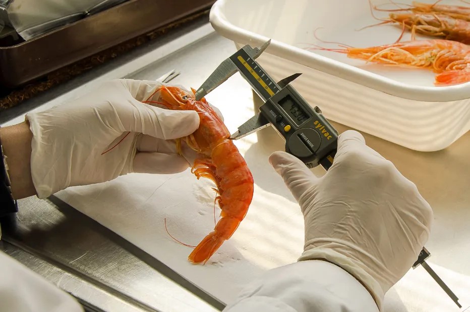 El INIDEP relevará langostino en el litoral de Chubut para estudiar su ciclo reproductivo y la abundancia del recurso