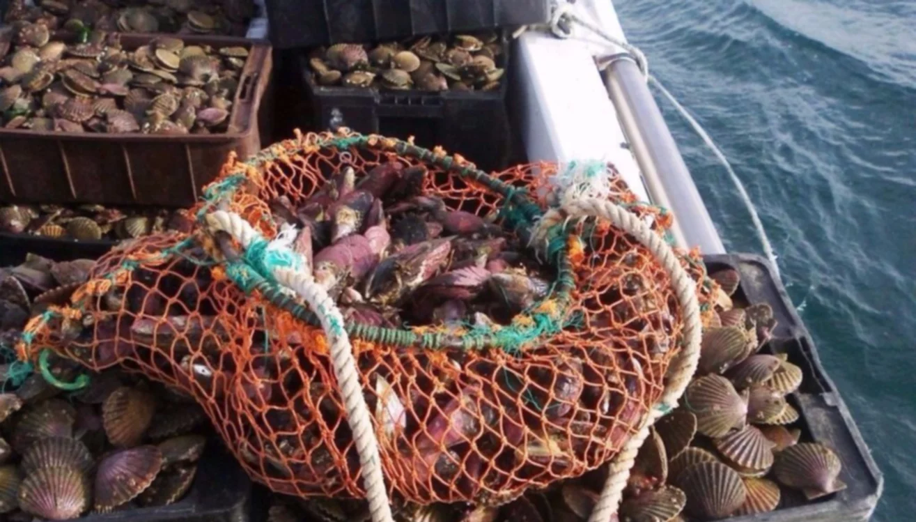 Pesca en Chubut: Veda por Marea Roja en el Golfo Nuevo